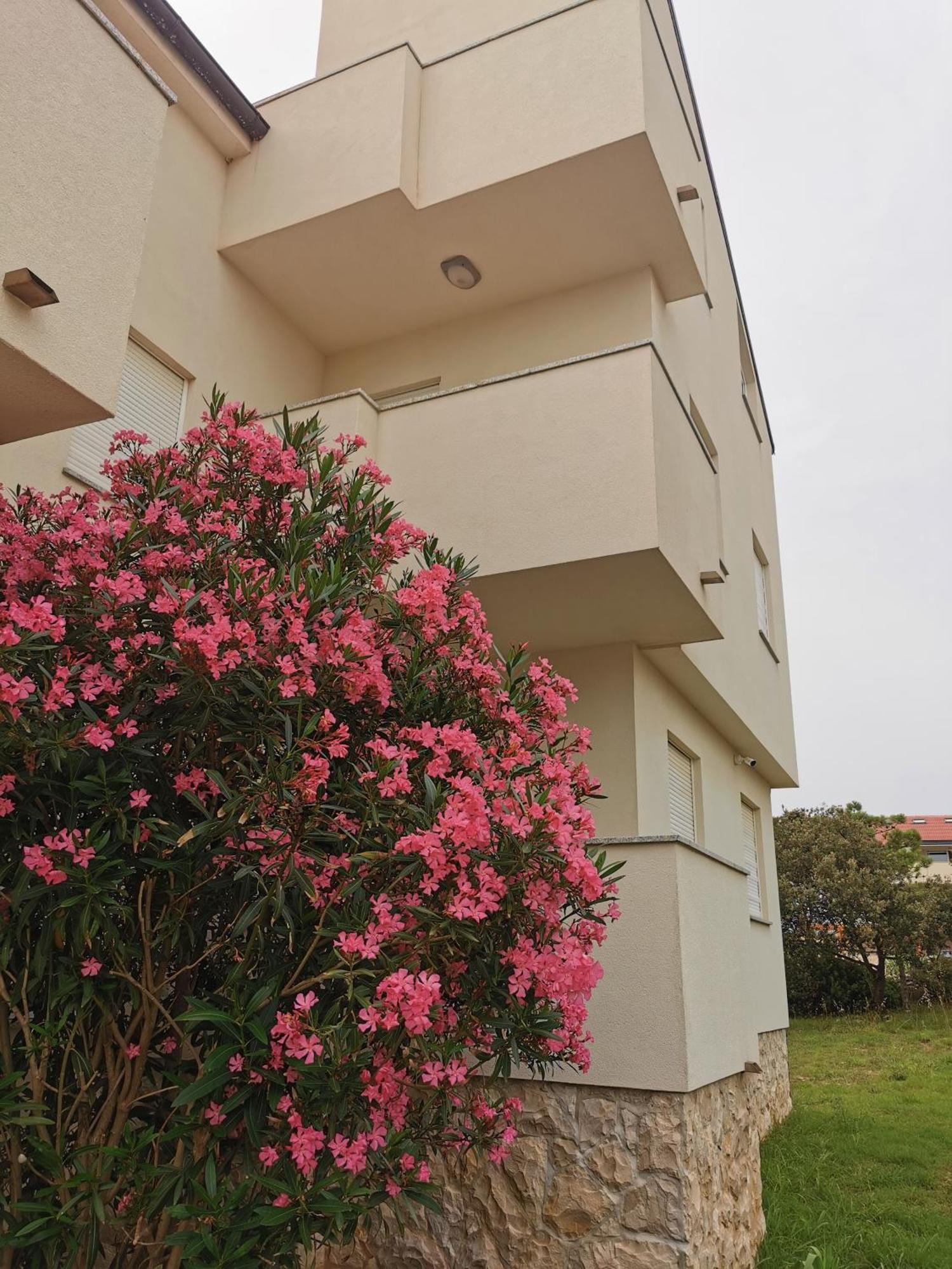 Apartments Riva Povljana Exterior photo